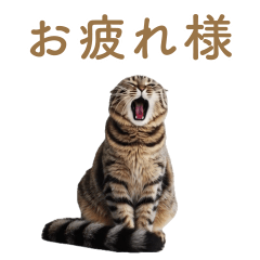 [LINEスタンプ] ねぎらい猫 動くよ！【キジ】