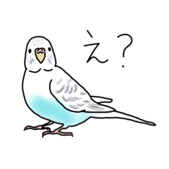 [LINEスタンプ] セキセイインコの可愛い1日（ハルクイン）
