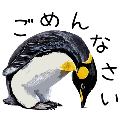 [LINEスタンプ] 普段使いできるリアルなペンギンスタンプ
