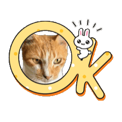 [LINEスタンプ] みーさんちのねこ