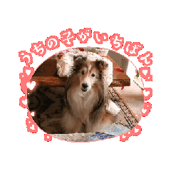 [LINEスタンプ] シェルティ チェリーちゃん⑭