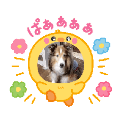 [LINEスタンプ] シェルティ チェリーちゃん⑮
