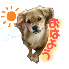 [LINEスタンプ] 銀ちゃんすたんぴゅ