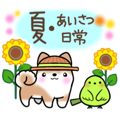 [LINEスタンプ] 【夏】日常挨拶✴︎気遣い✴︎まるまる豆柴