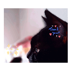 [LINEスタンプ] 黒猫同盟