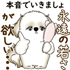 [LINEスタンプ] シーズー犬 2025 「たまには本音で」