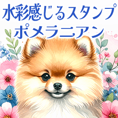 [LINEスタンプ] 水彩感じるポメラニアンスタンプ