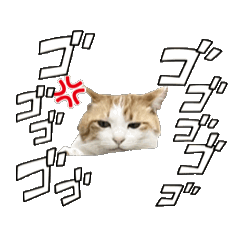 [LINEスタンプ] 動く！柴犬と猫⑨