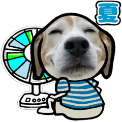 [LINEスタンプ] 動くビーグル犬(夏2)