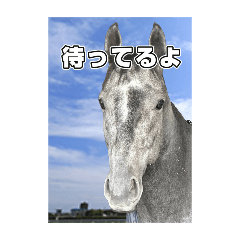 [LINEスタンプ] シラカワノセキ