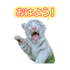 [LINEスタンプ] 白虎くんのご挨拶