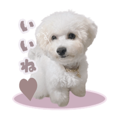 [LINEスタンプ] ビションのぷぷの毎日スタンプ