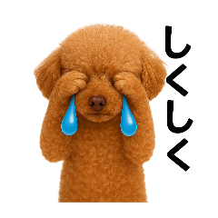 [LINEスタンプ] リアルトイプードル(日常)