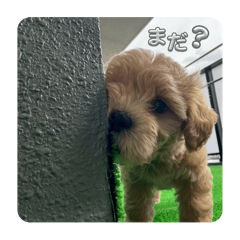 [LINEスタンプ] kuu⭐︎