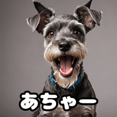 [LINEスタンプ] ミニチュアシュナウザーは毎日過ごす