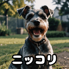 [LINEスタンプ] ミニチュアシュナウザー大好きスタンプ