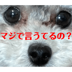 [LINEスタンプ] 2025 ver. Pomme ＆ Belle