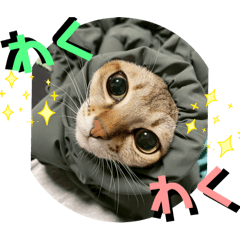 [LINEスタンプ] 我が家のコジロウ