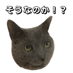 [LINEスタンプ] うちの猫がごあいさつします