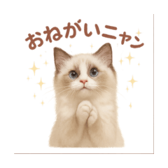 [LINEスタンプ] 子ネコverラグドール