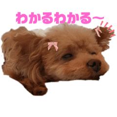 [LINEスタンプ] 鈴木家1位権力犬るい殿