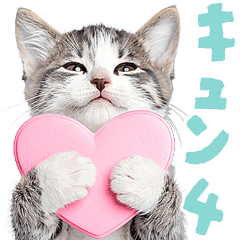 [LINEスタンプ] にゃんとも！かわいいしか勝たんハート子猫