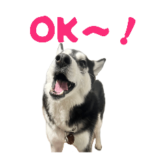 [LINEスタンプ] クオンな日常