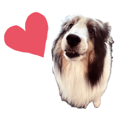 [LINEスタンプ] シェルティーのマールくん