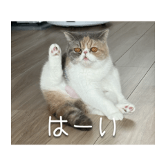[LINEスタンプ] もみじの日常スタンプ【映画字幕風】