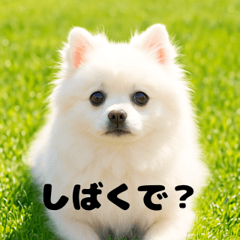 [LINEスタンプ] 白 ポメラニアン 日常2 関西弁