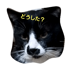 [LINEスタンプ] どこみてるの？ねこちゃん