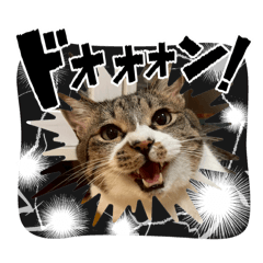 [LINEスタンプ] タオここスタンプ〜タオvol.1