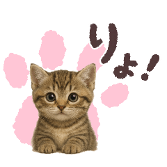 [LINEスタンプ] 毎日可愛い猫ちゃんたちと一緒のスタンプ