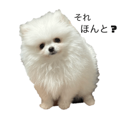 [LINEスタンプ] わたしはえる・ポメラニアン・豪華版