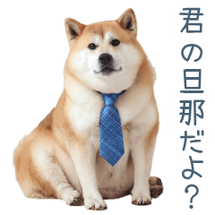 [LINEスタンプ] 実写旦那用しば犬【日常会話・夫婦・連絡】
