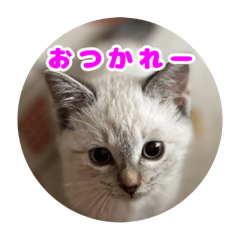 [LINEスタンプ] うちのルルです♡