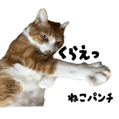 [LINEスタンプ] こむみみるぅぷぷ