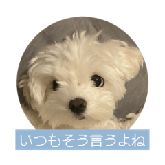 [LINEスタンプ] マルチーズ わたげの感情 Vol.2