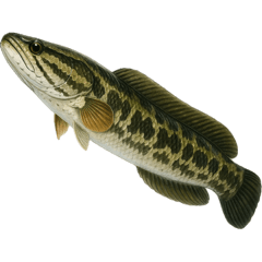[LINEスタンプ] リアル！魚マニア・コレクションVol.2