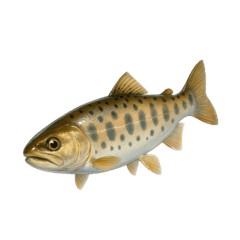 [LINEスタンプ] リアル！魚マニア・コレクションVol.1