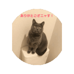 [LINEスタンプ] でか猫_nyaaaaaa