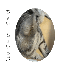 [LINEスタンプ] 寄り添いアメショ、ピカソ君