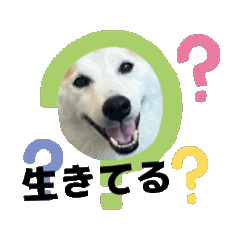[LINEスタンプ] 柴犬と猫の生存確認スタンプ
