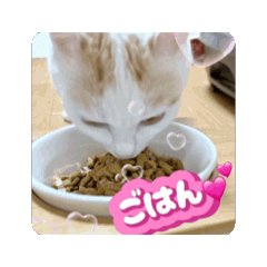 [LINEスタンプ] 動くHARORIスタンプ①