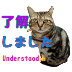 [LINEスタンプ] 家のトラちゃん:No.1