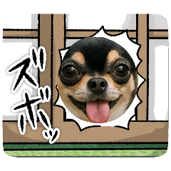 [LINEスタンプ] 今日のチワワちゃん