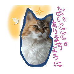 [LINEスタンプ] にゃんこの居処  改2 カラフル