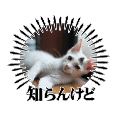 [LINEスタンプ] ウルの動くスタンプ