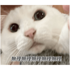[LINEスタンプ] 字幕ねこ〜実家エディション〜