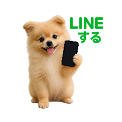 [LINEスタンプ] リアルポメラニアン(日常)